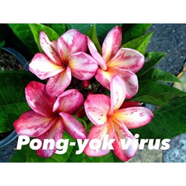 Frangipanier virus pong yok 2 l 20-30 cm