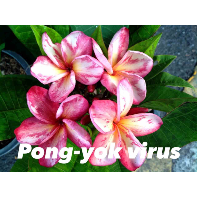 Jardin Tropic - Frangipanier virus pong yok 2 l 20-30 cm