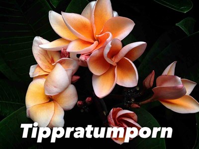 Frangipanier tippratumporn 2 l 20-30 cm