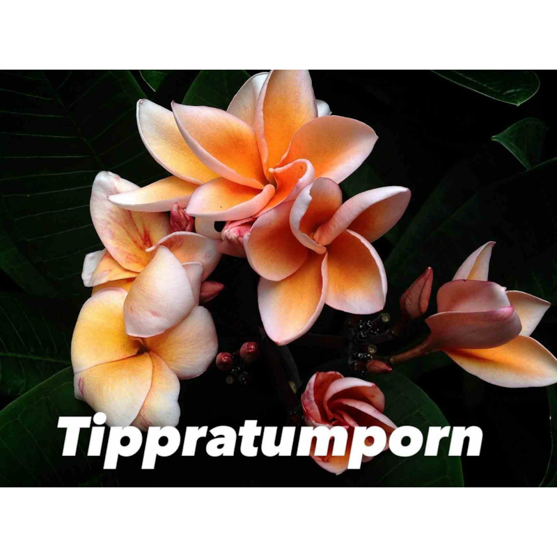 Jardin Tropic - Frangipanier tippratumporn 2 l 20-30 cm