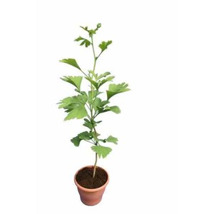 Ginkgo biloba 3 l 30-40 cm