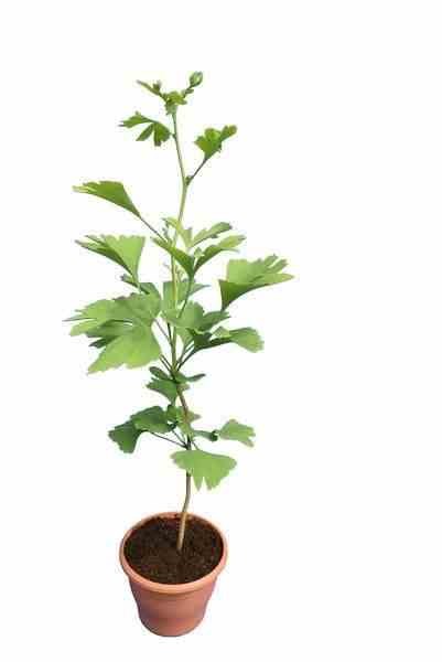 Ginkgo biloba 3 l 30-40 cm