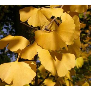 Ginkgo biloba 3 l 30-40 cm