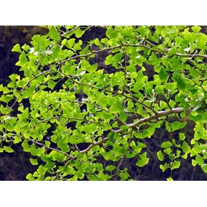 Ginkgo biloba 3 l 30-40 cm