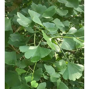 Ginkgo biloba 3 l 30-40 cm