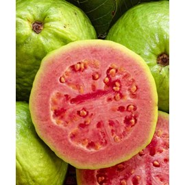 Goyave &nbsp;fresa&nbsp; 7 l 80-100 cm