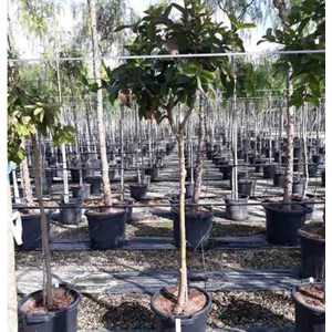 Goyave &nbsp;limon&nbsp;: psidium 25 l 180-200 cm
