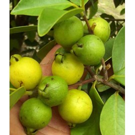 Goyave &nbsp;limon&nbsp;: psidium 7 l 80-100 cm