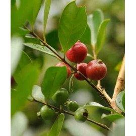 Goyavier de chine 7 l 100-120 cm