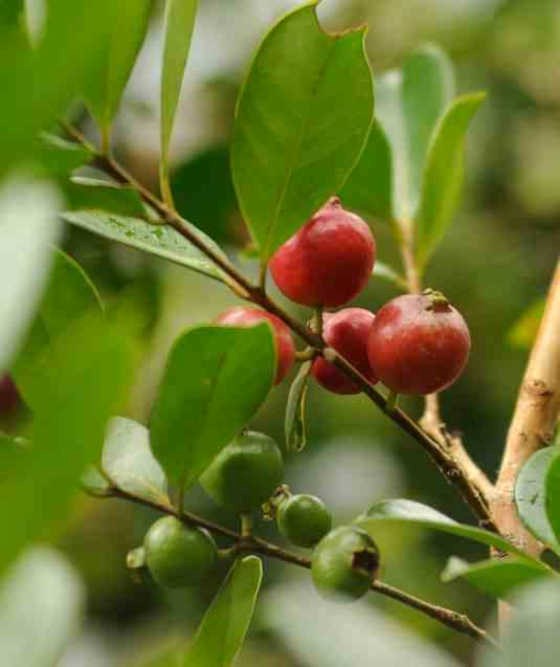 Jardin Tropic - Goyavier de chine 7 l 100-120 cm