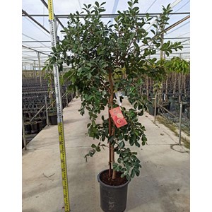 Goyavier de chine 7 l 100-120 cm