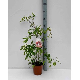 Grenadier 2 l 40-60 cm -