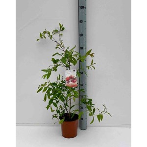 Grenadier 2 l 40-60 cm -