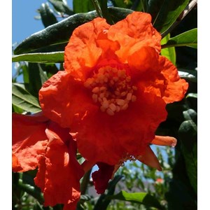 Grenadier 2 l 40-60 cm -