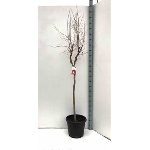 Grenadier mollar de elche 10 l 140-160 cm