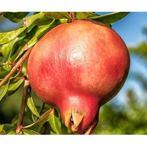 Grenadier mollar de elche 10 l 140-160 cm