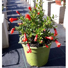 Grenadier nain à fruits 2 l 30-50 cm