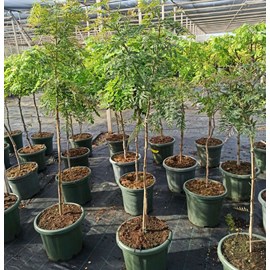 Grevillea 25 l- 125-150 cm