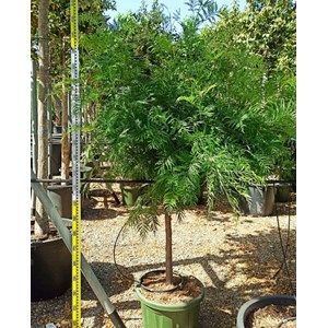 Grevillea 25 l- 125-150 cm