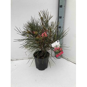 Grevillea johnsonii 2 l 30-40 cm -