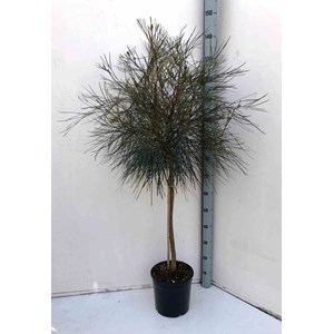 Grevillea johnsonii 2 l 30-40 cm -