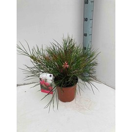 Grevillea johnsonii 6 l 100-120 cm -