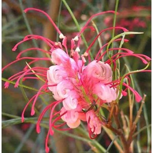 Grevillea johnsonii 6 l 100-120 cm -