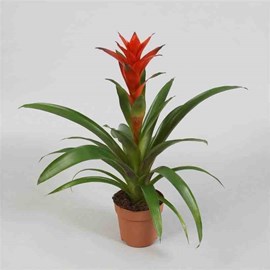 Guzmania hybride ostara 1 l 30-50 cm