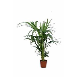 Howea forsterianakentia 25 l 200-225 cm