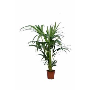 Howea forsterianakentia 25 l 200-225 cm