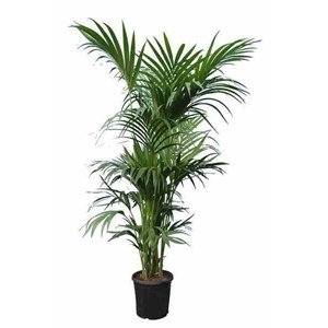 Howea forsterianakentia 25 l 200-225 cm