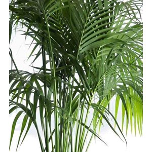 Howea forsterianakentia 30 l -200-250 cm