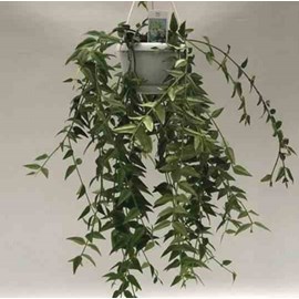 Hoya bella fleur de porcelaine 1 l 30-40 cm