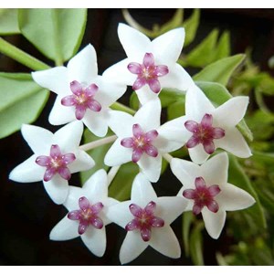 Hoya bella fleur de porcelaine 1 l 30-40 cm