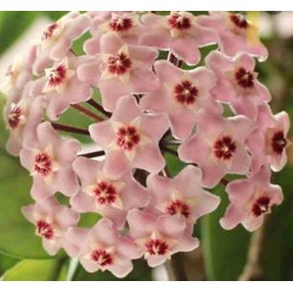 Hoya carnosa fleur de porcelaine 2 l 20-40 cm