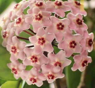 Hoya carnosa fleur de porcelaine 2 l 20-40 cm