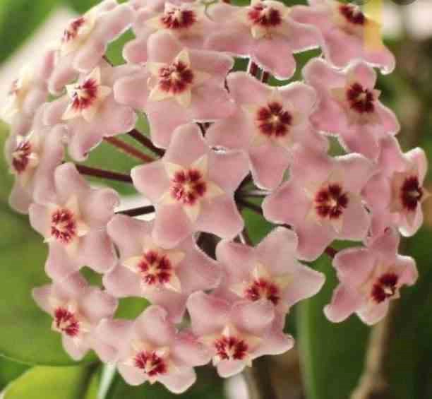 Hoya carnosa fleur de porcelaine 2 l 20-40 cm