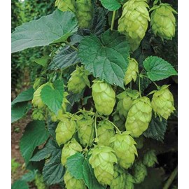 Humulus lupulushoublon 2 l 20-40 cm