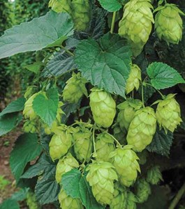 Humulus lupulushoublon 2 l 20-40 cm