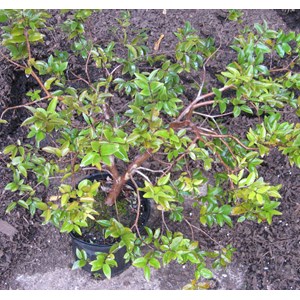 Jaboticaba 3 l 20-30 cm
