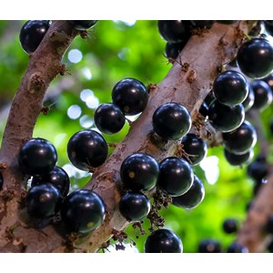 Jaboticaba 3 l 20-30 cm