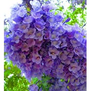 Jacaranda mimosifolia 3 l 80-100 cm