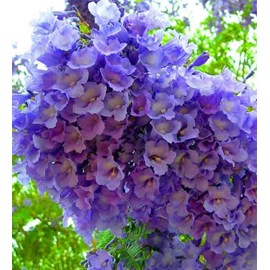 Jacaranda mimosifolia 3 l 80-100 cm