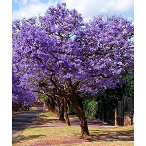 Jacaranda mimosifolia 3 l 80-100 cm