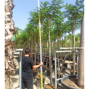 Jacaranda mimosifolia 3 l 80-100 cm