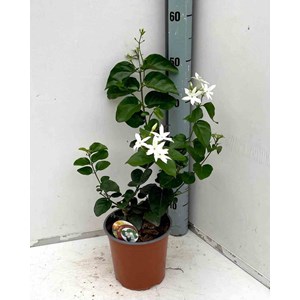 Jasmin d'arabie 2 l 40-60 cm
