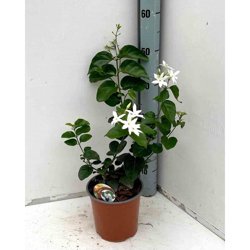 Jardin Tropic - Jasmin d'arabie 2 l 40-60 cm