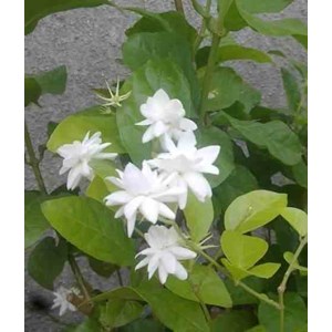 Jasmin d'arabie 2 l 40-60 cm