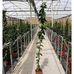 Jasmin d'arabie 2 l 40-60 cm