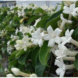 Jasmin de madagascar 2 l 40-60 cm